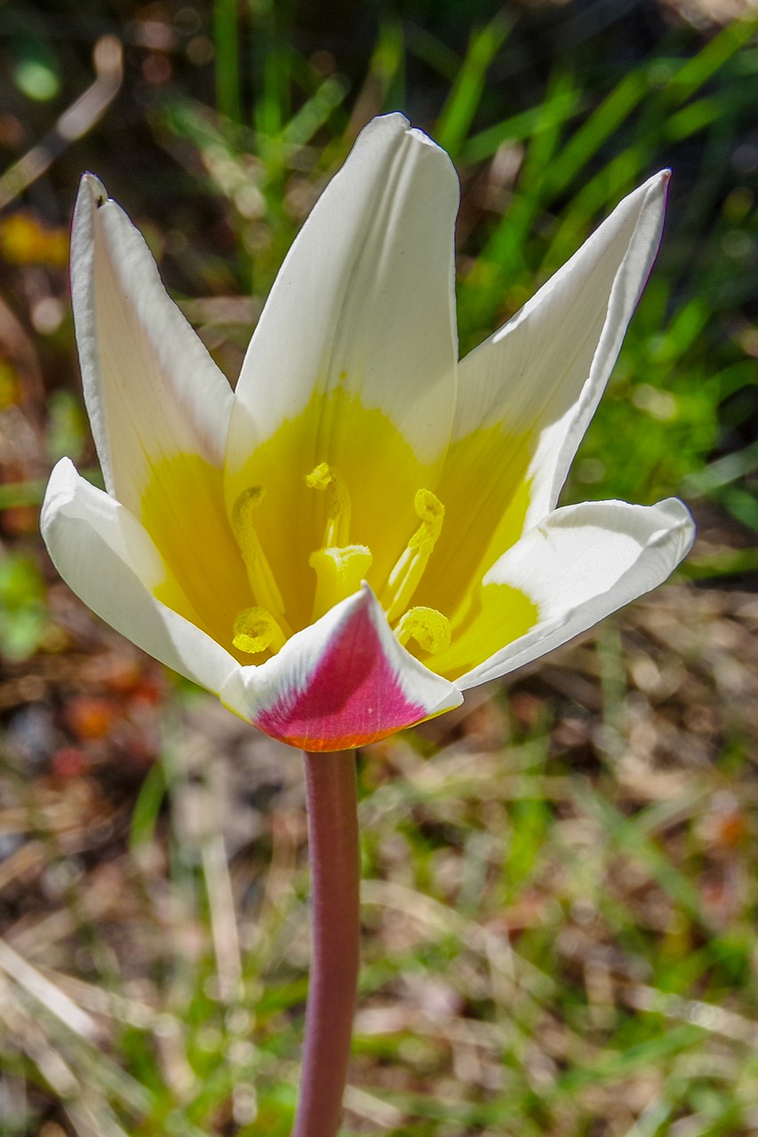 flower  summer  close-up free photo