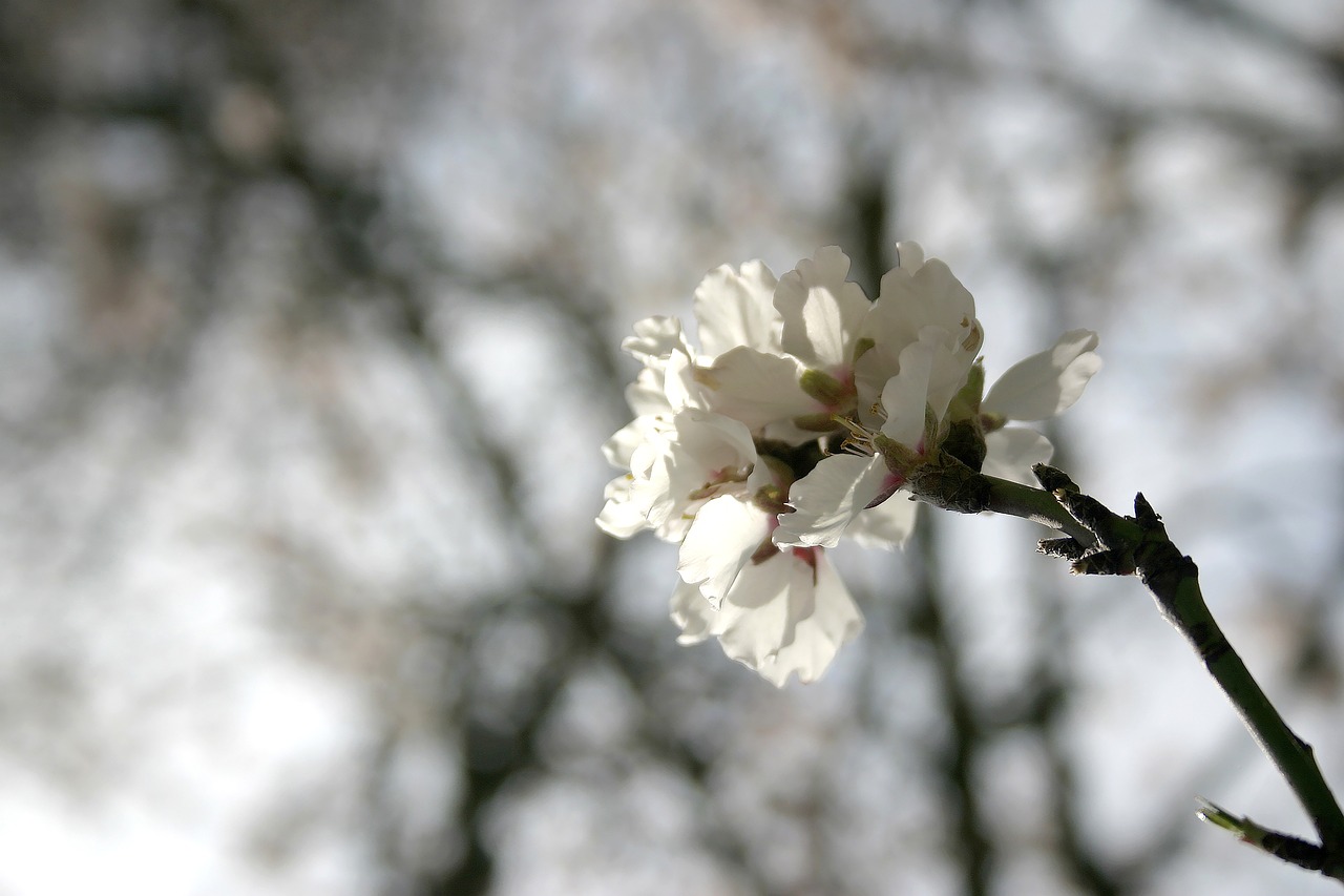 flower  almond tree  flowering free photo