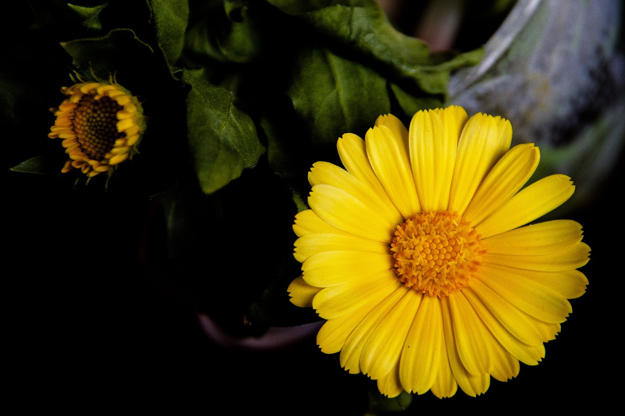 flower  yellow  color free photo