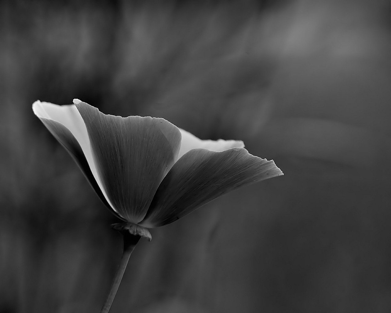 flower black and white white free photo