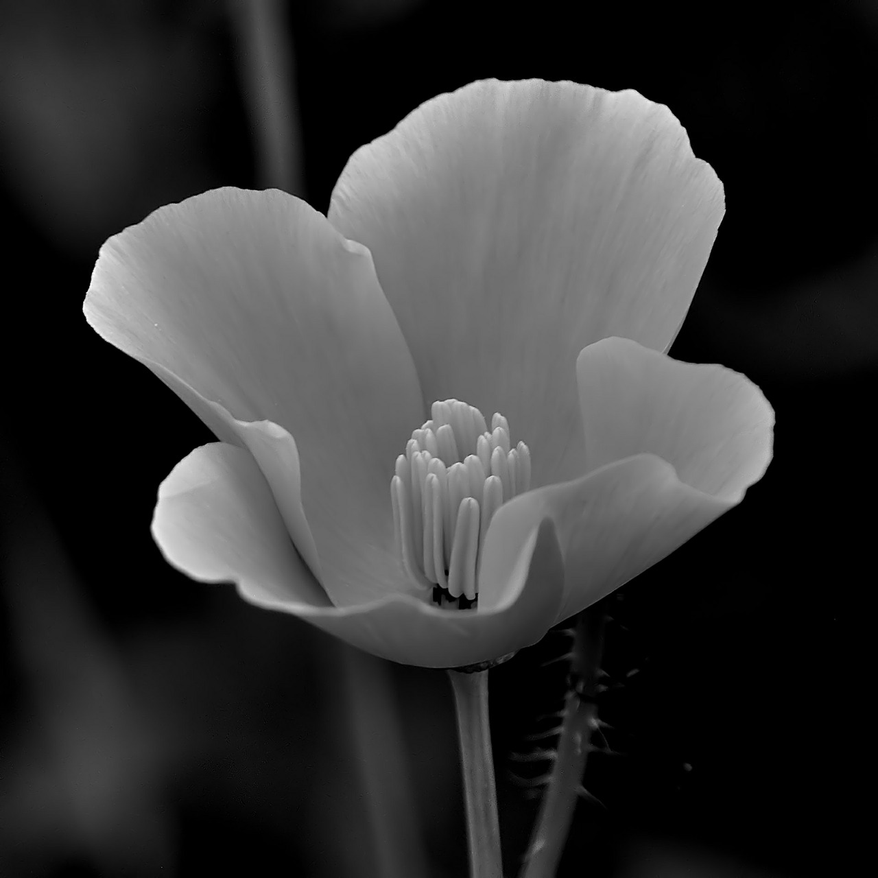 flower black and white white free photo