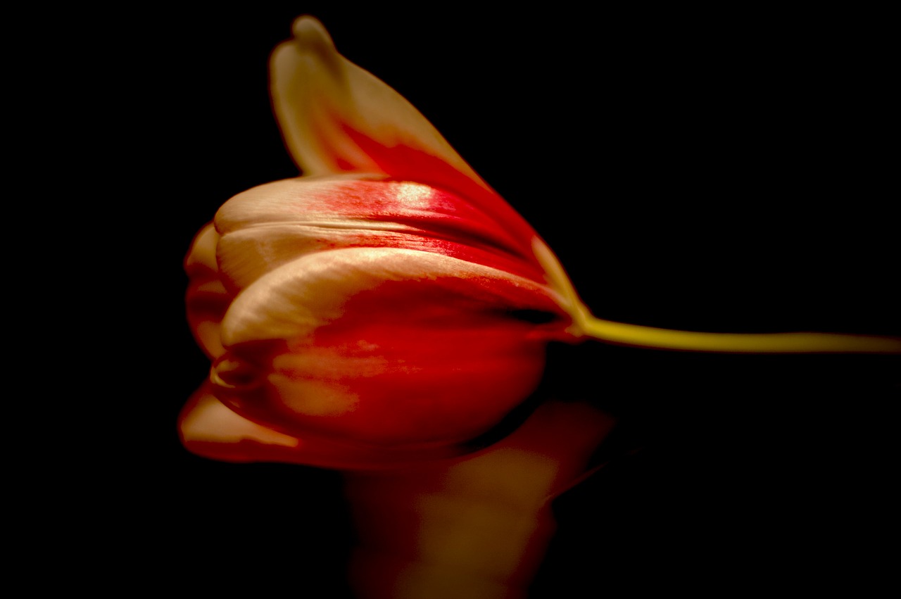 flower  tulip  spring free photo