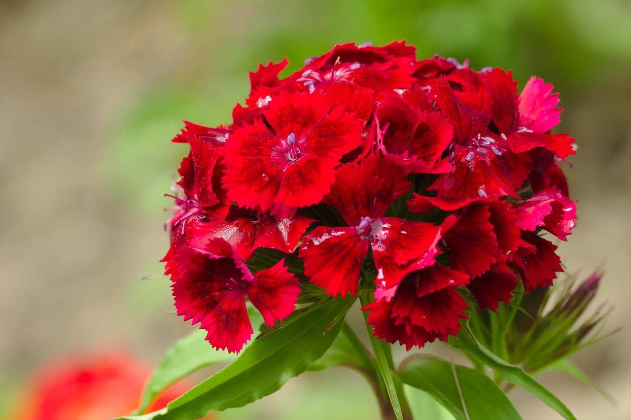 flower  red  nature free photo