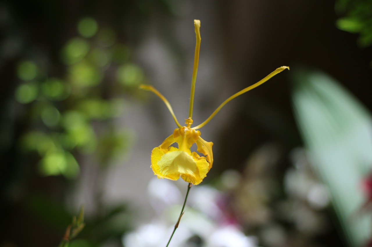 flower  orchid  plant free photo