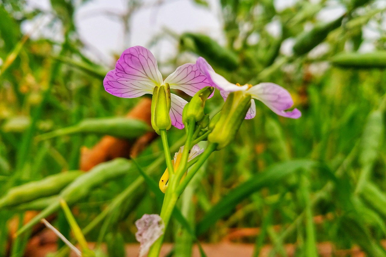 flower  beautiful flower  awesome free photo