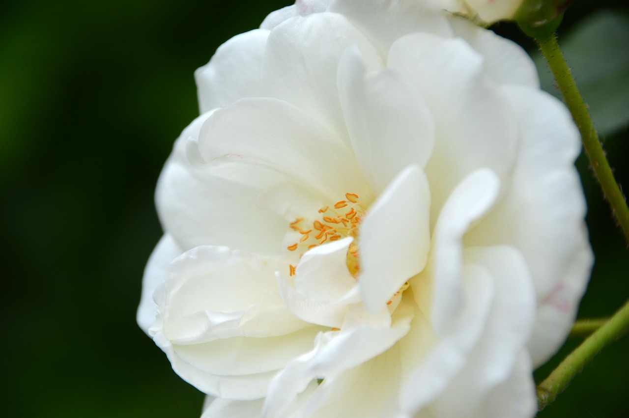 flower  pink  white free photo