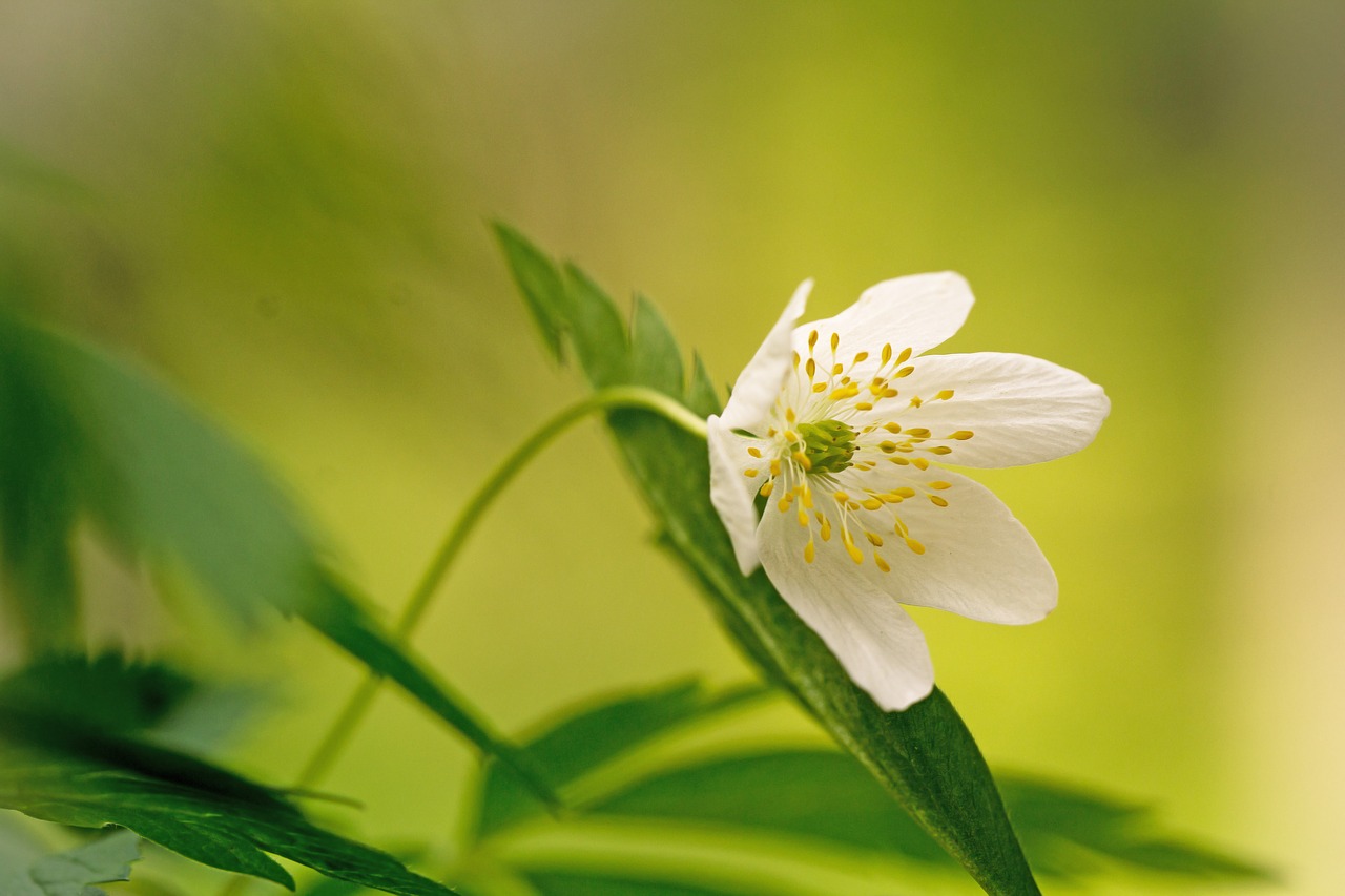 flower  nature  green free photo