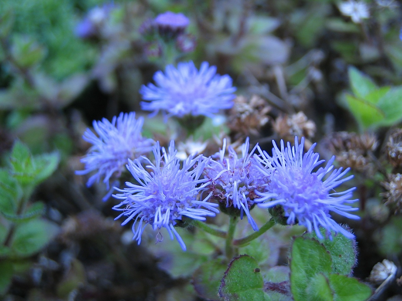 blossom bloom blue free photo