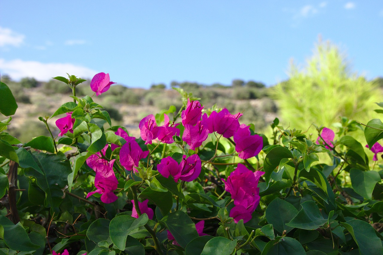 flower  pink  nature free photo