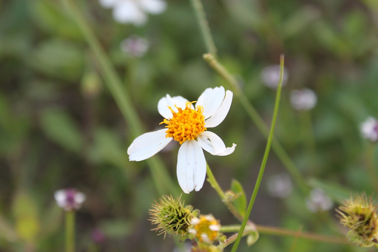 flower  bloom  nature free photo