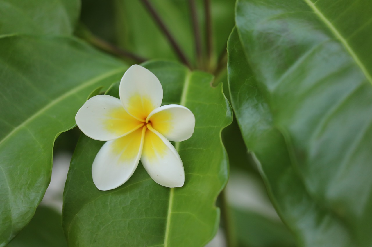 flower  leaves  nature free photo