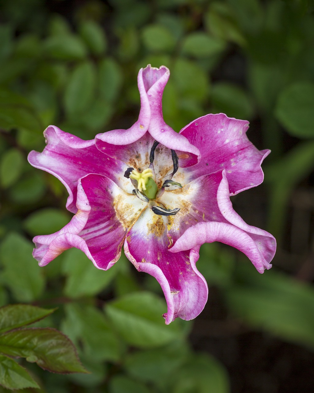 flower  petals  bloom free photo