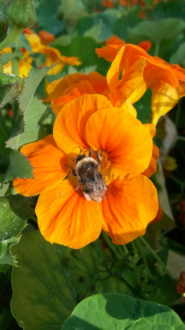 flower  bourdon  bee free photo