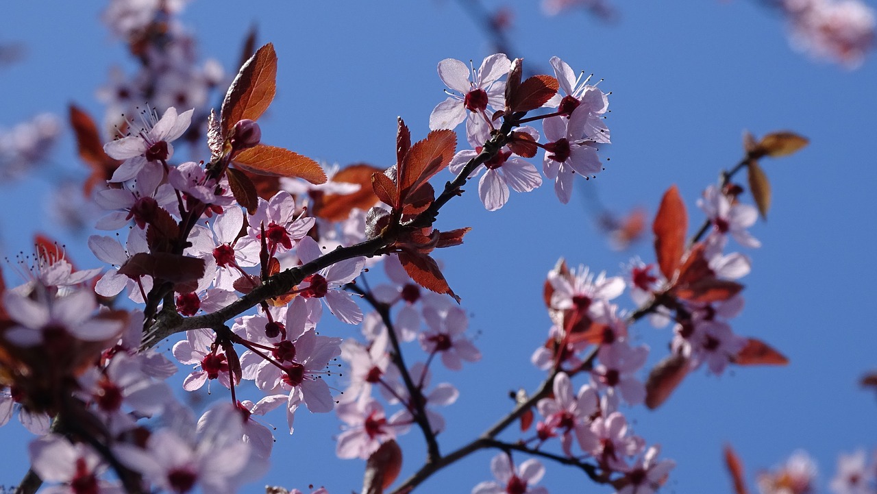 flower  blossom  pink free photo