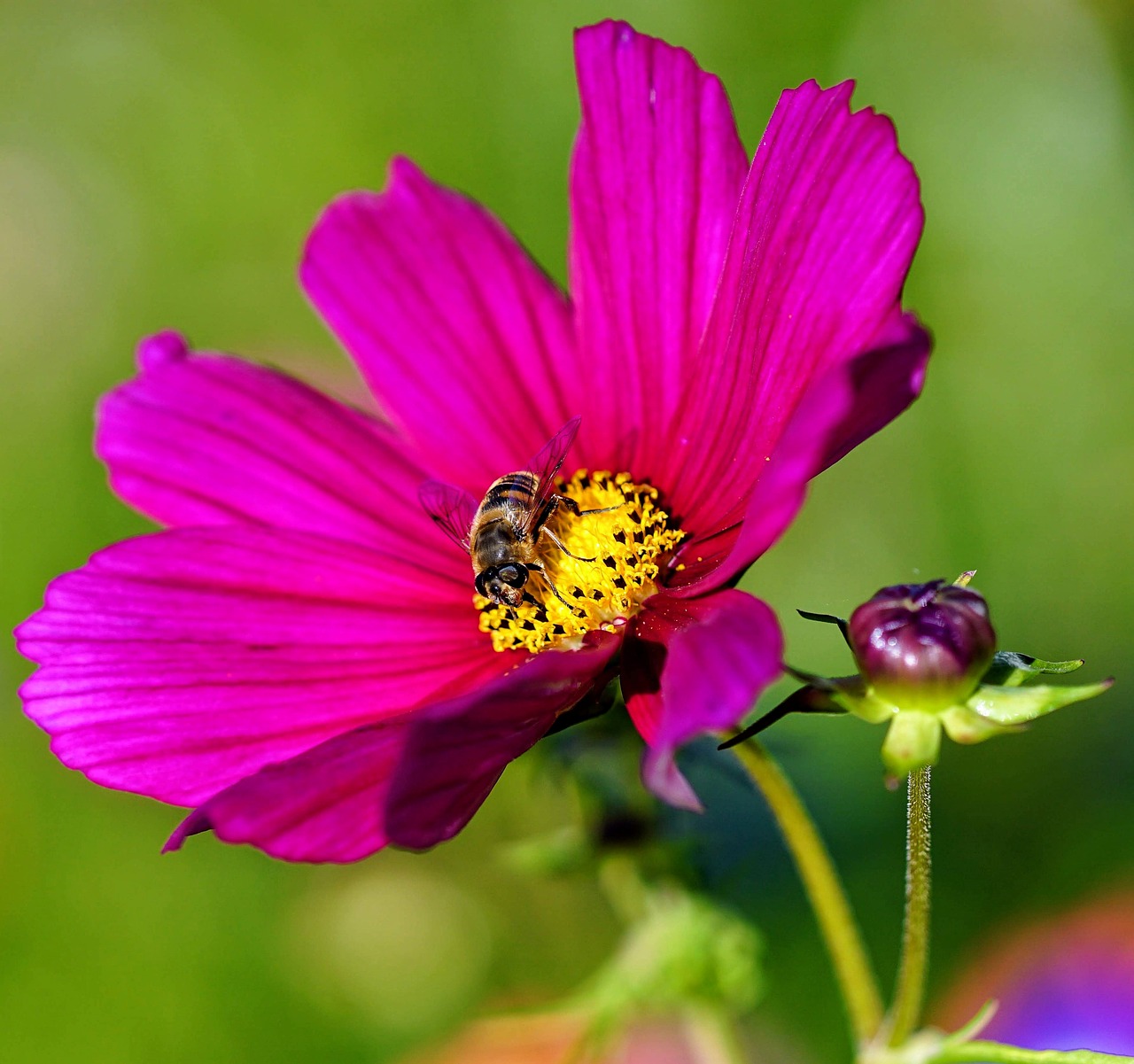 flower  bee  insect free photo