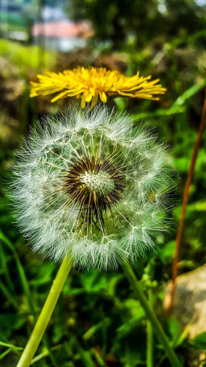 flower  nature  plant free photo