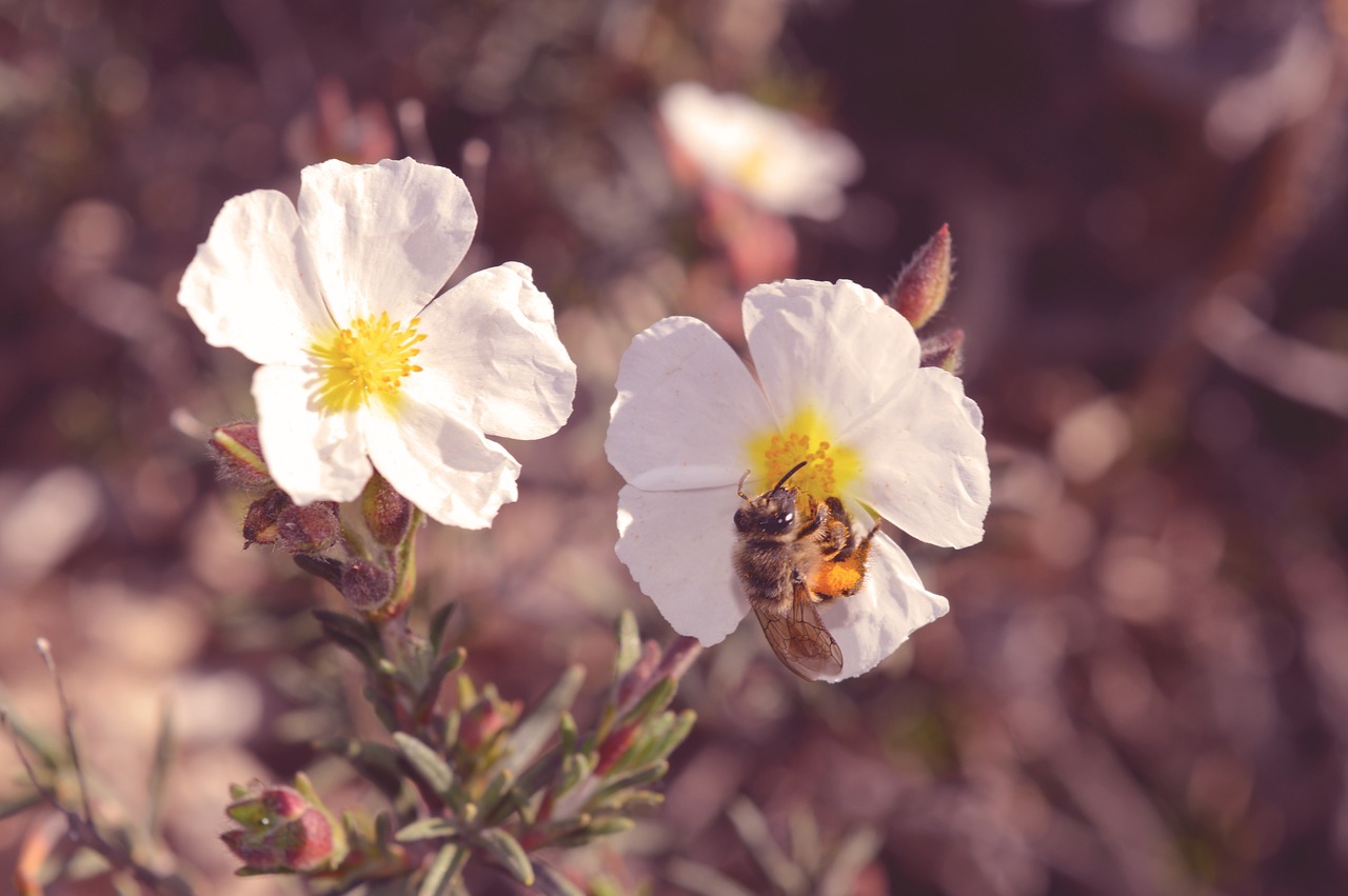 flower  flora  nature free photo