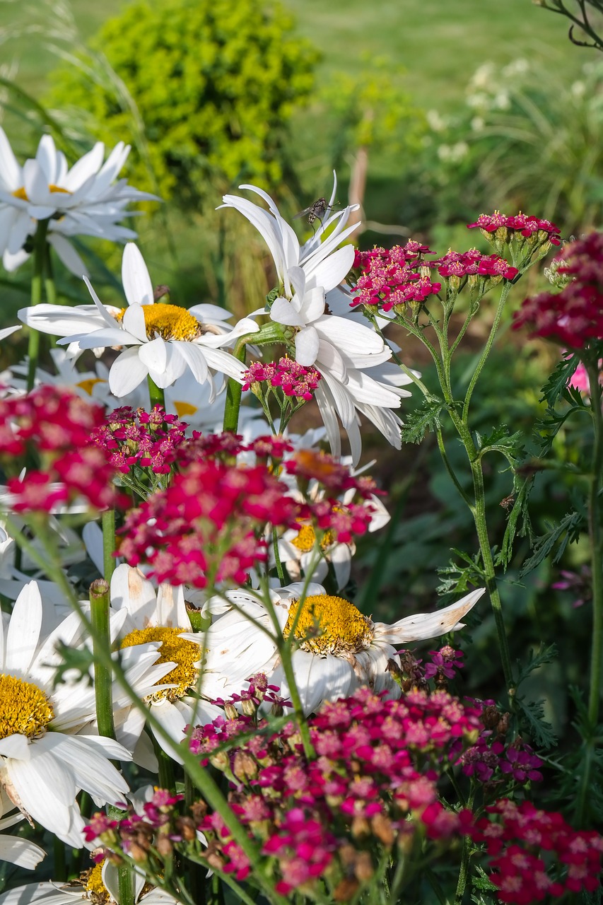 flower  marguerite  garden free photo