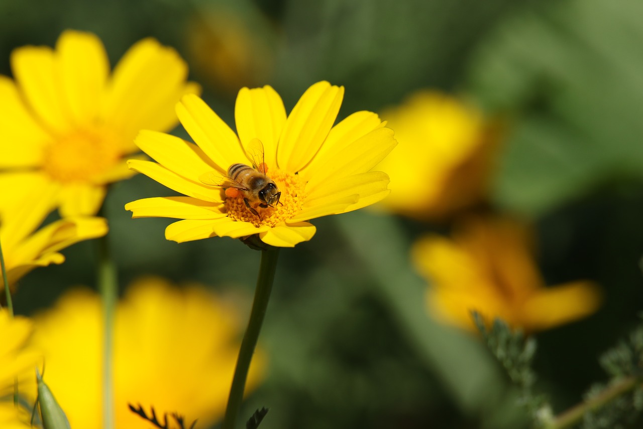 flower  yellow  bee free photo