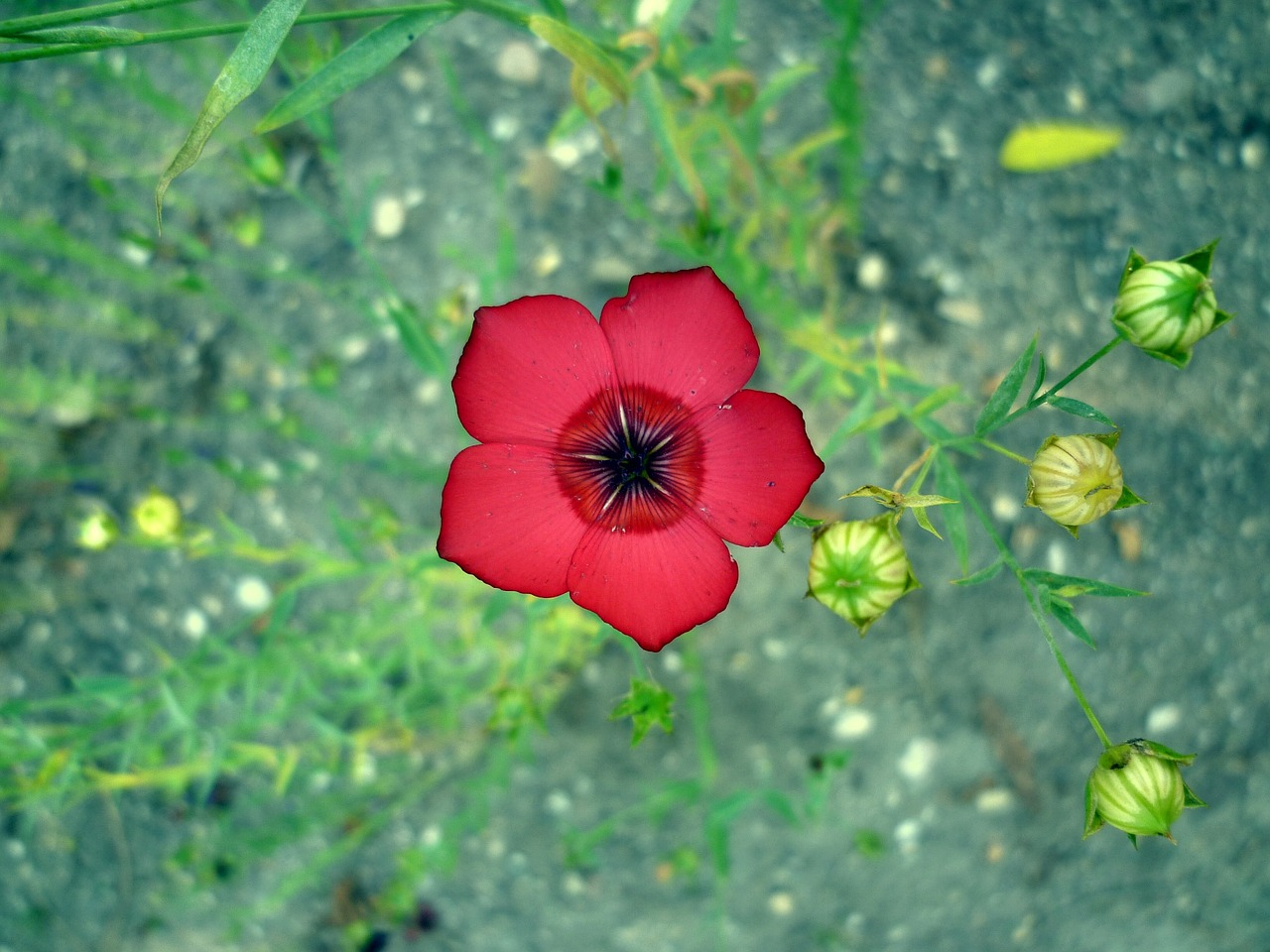 blossom bloom ochnaceae free photo