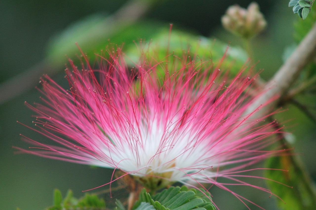 flower  costa rica  tropical free photo