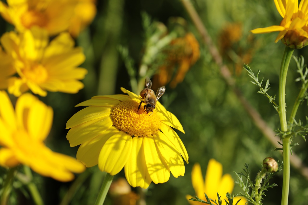 flower  yellow  insect free photo