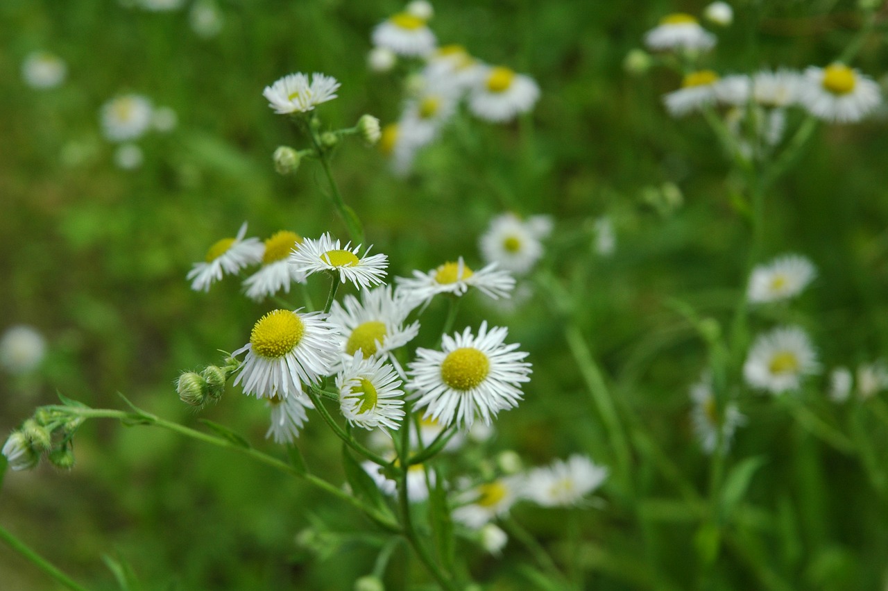 flower  spring  blossom free photo