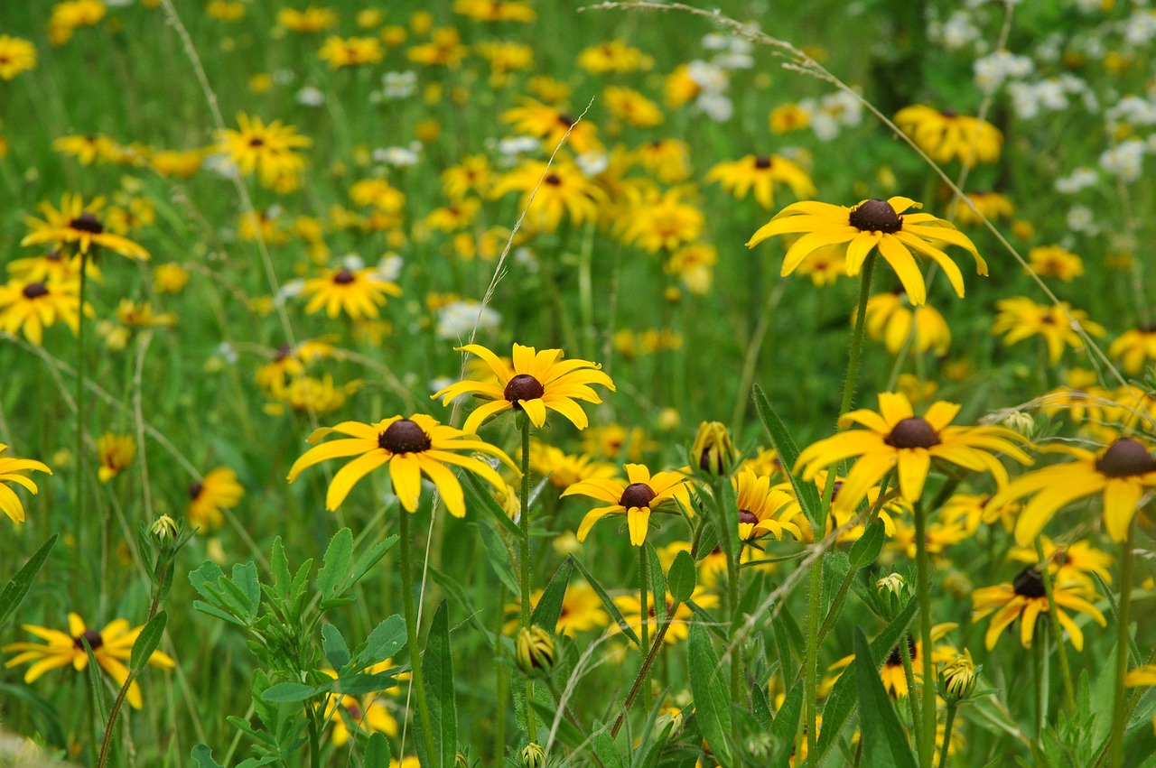 flower  spring  blossom free photo