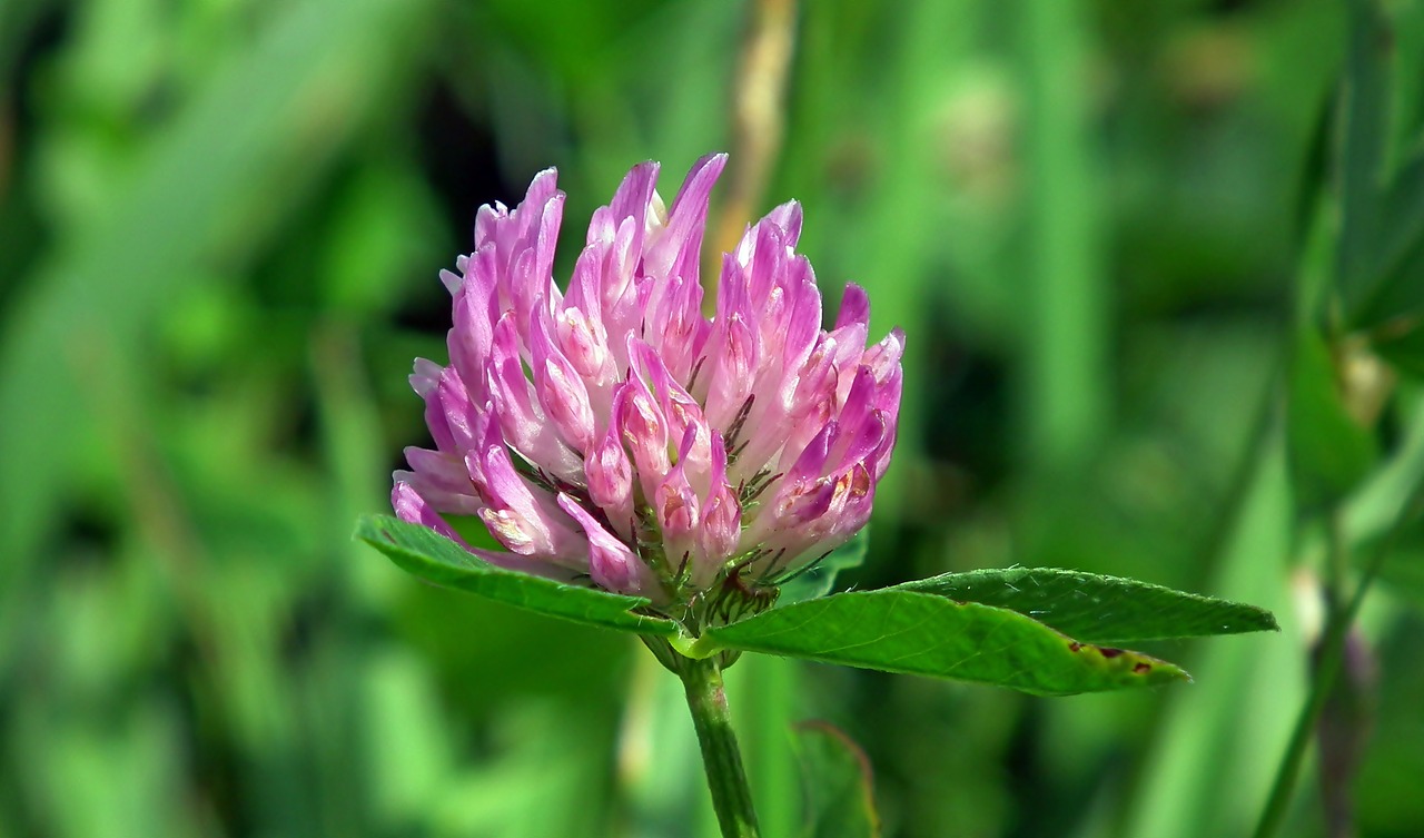 flower  grasshopper  meadow free photo