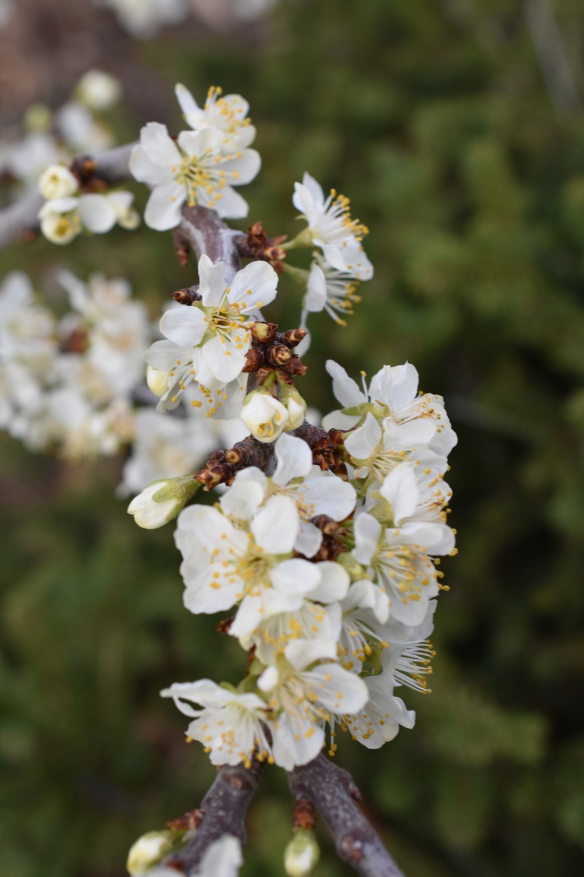 flower  tree  blossom free photo