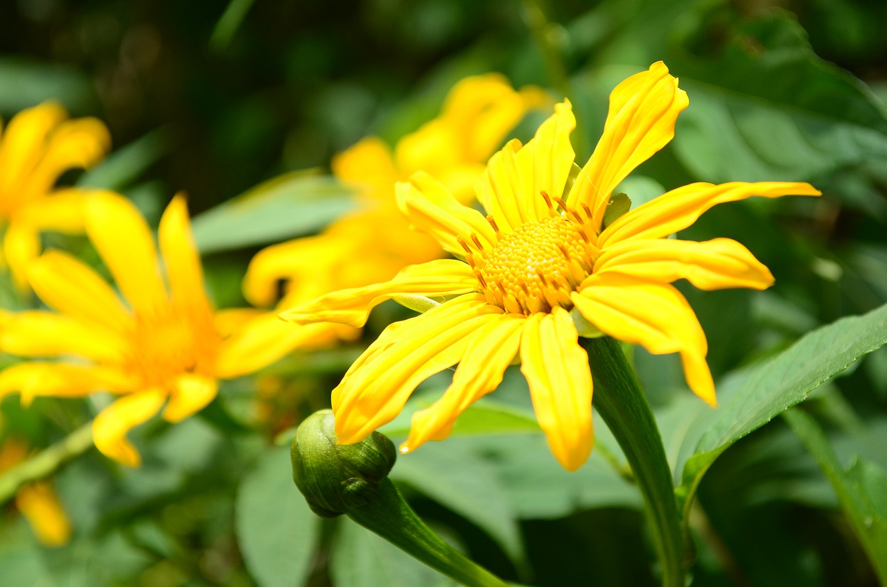 flower  nature  sunflower free photo