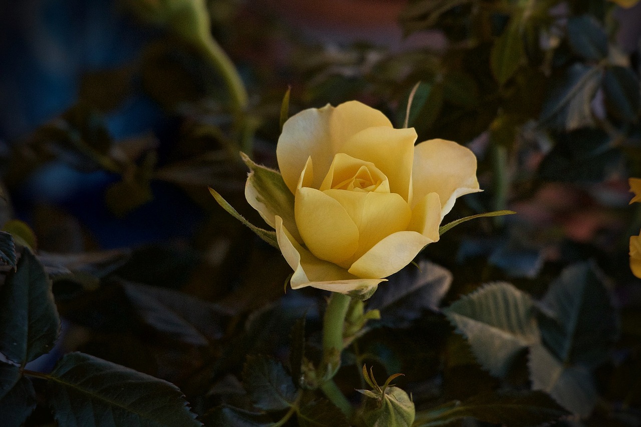 flower  rosa  yellow rose free photo