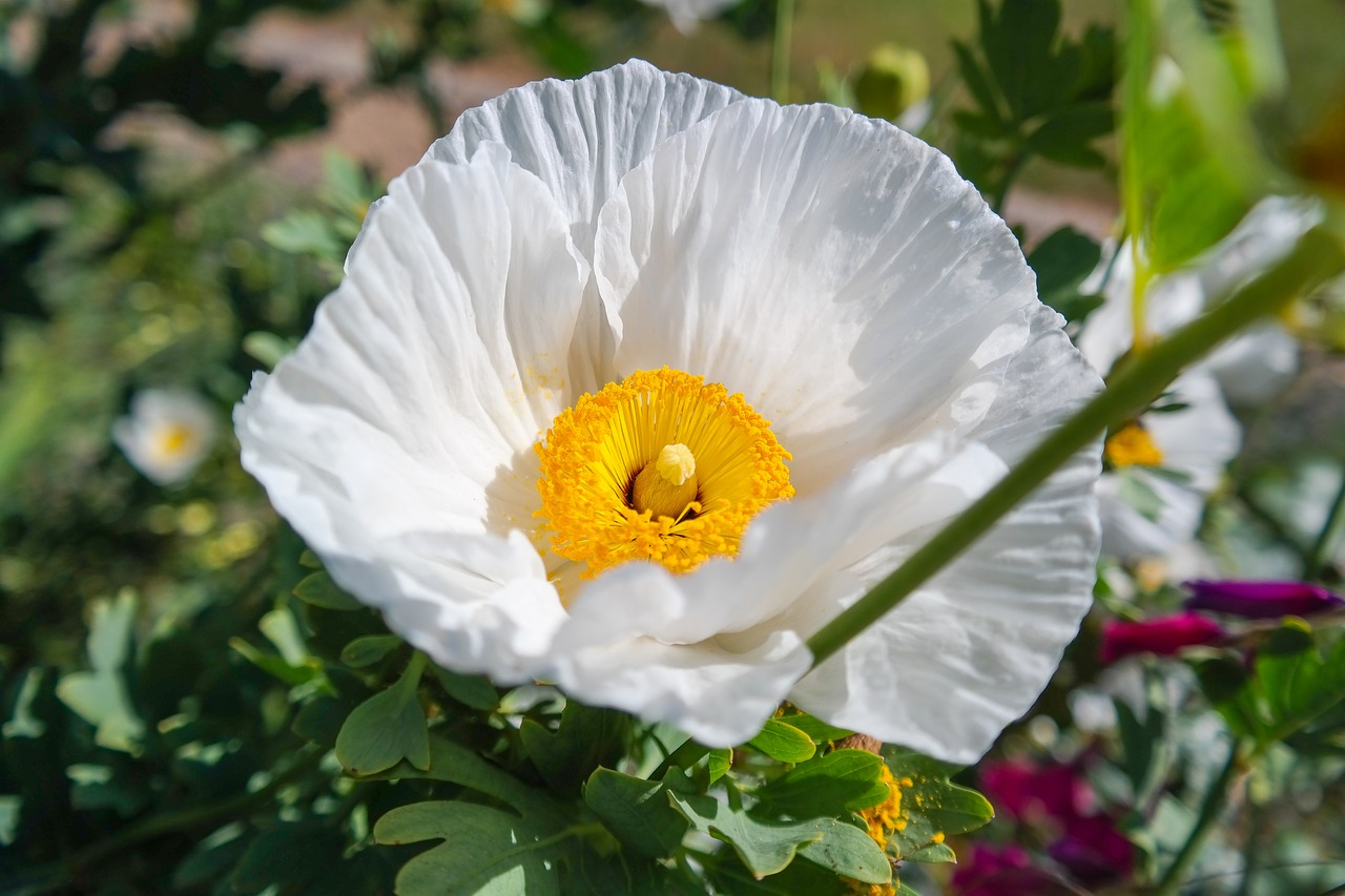 flower  blossom  bloom free photo