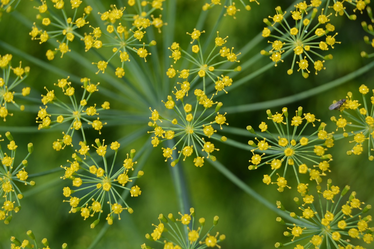 flower yellow green free photo