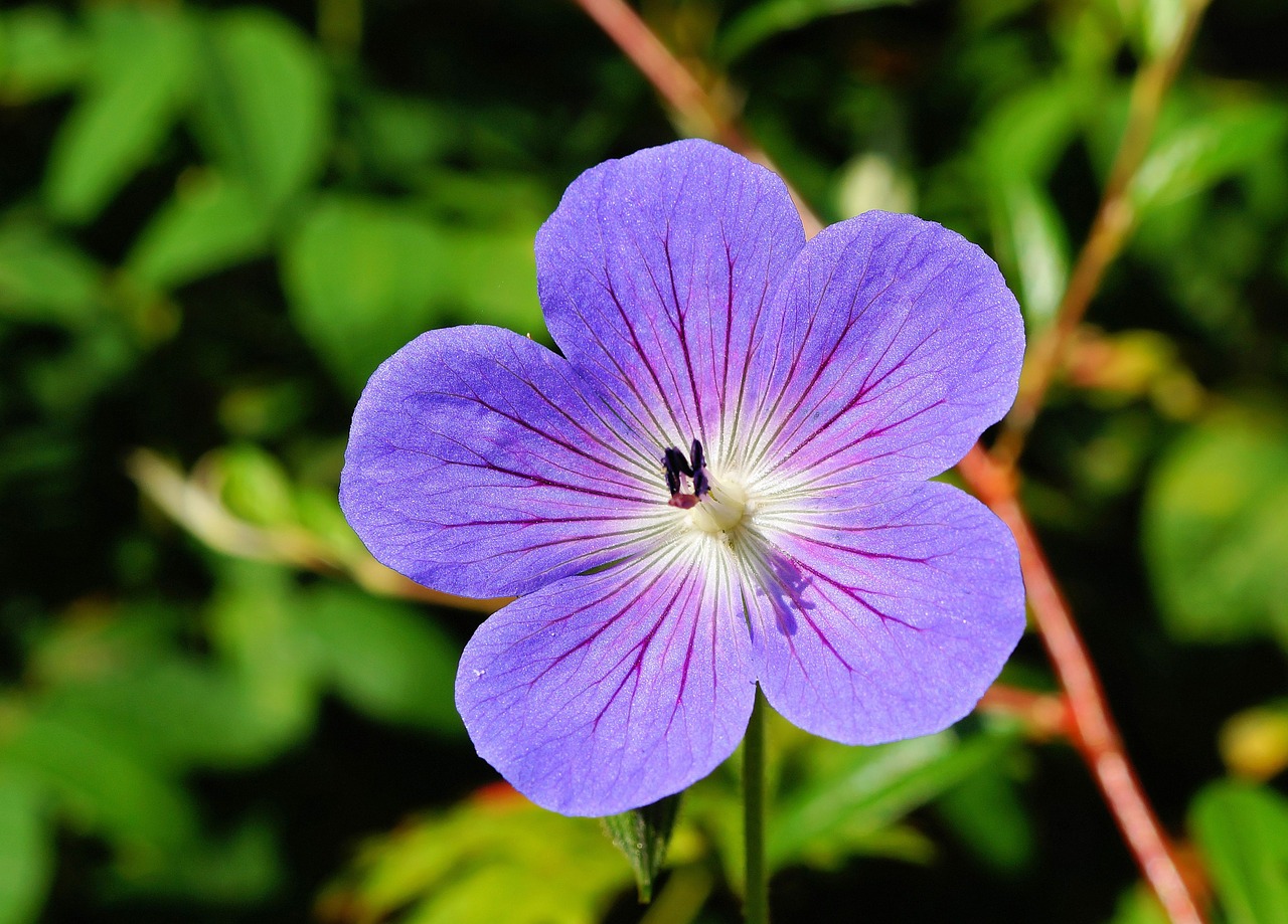 flower blossom bloom free photo