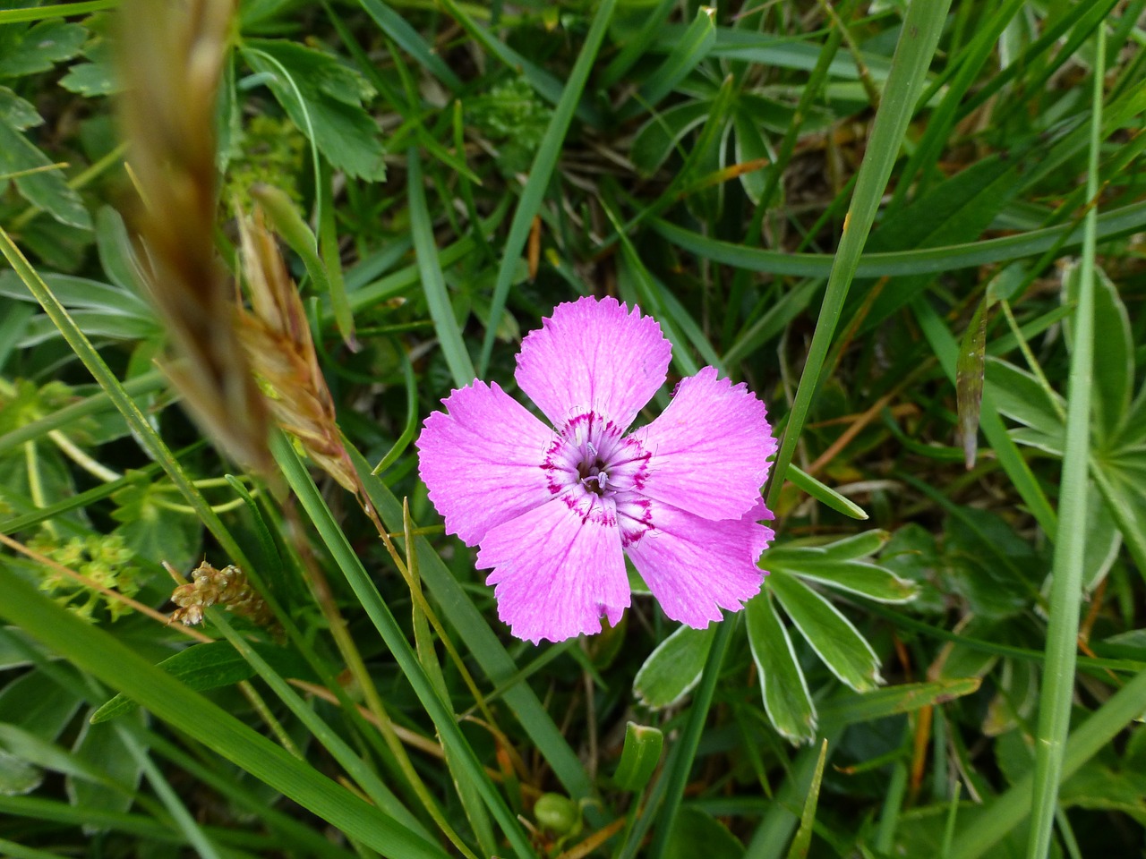 flower alpine plant close free photo