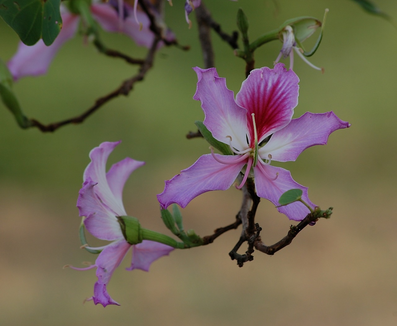 flower bauhinia purpurea free photo