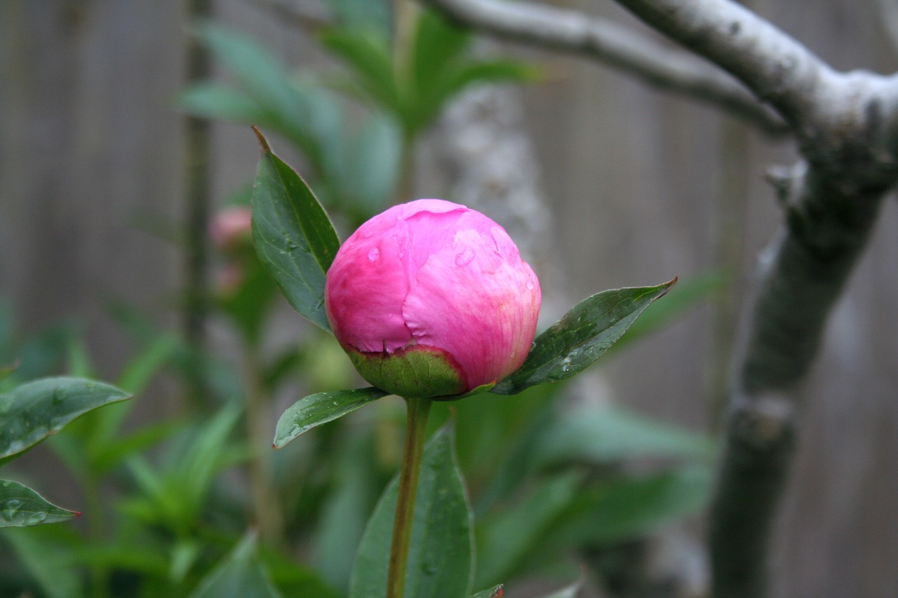 flower  bloom  blossom free photo