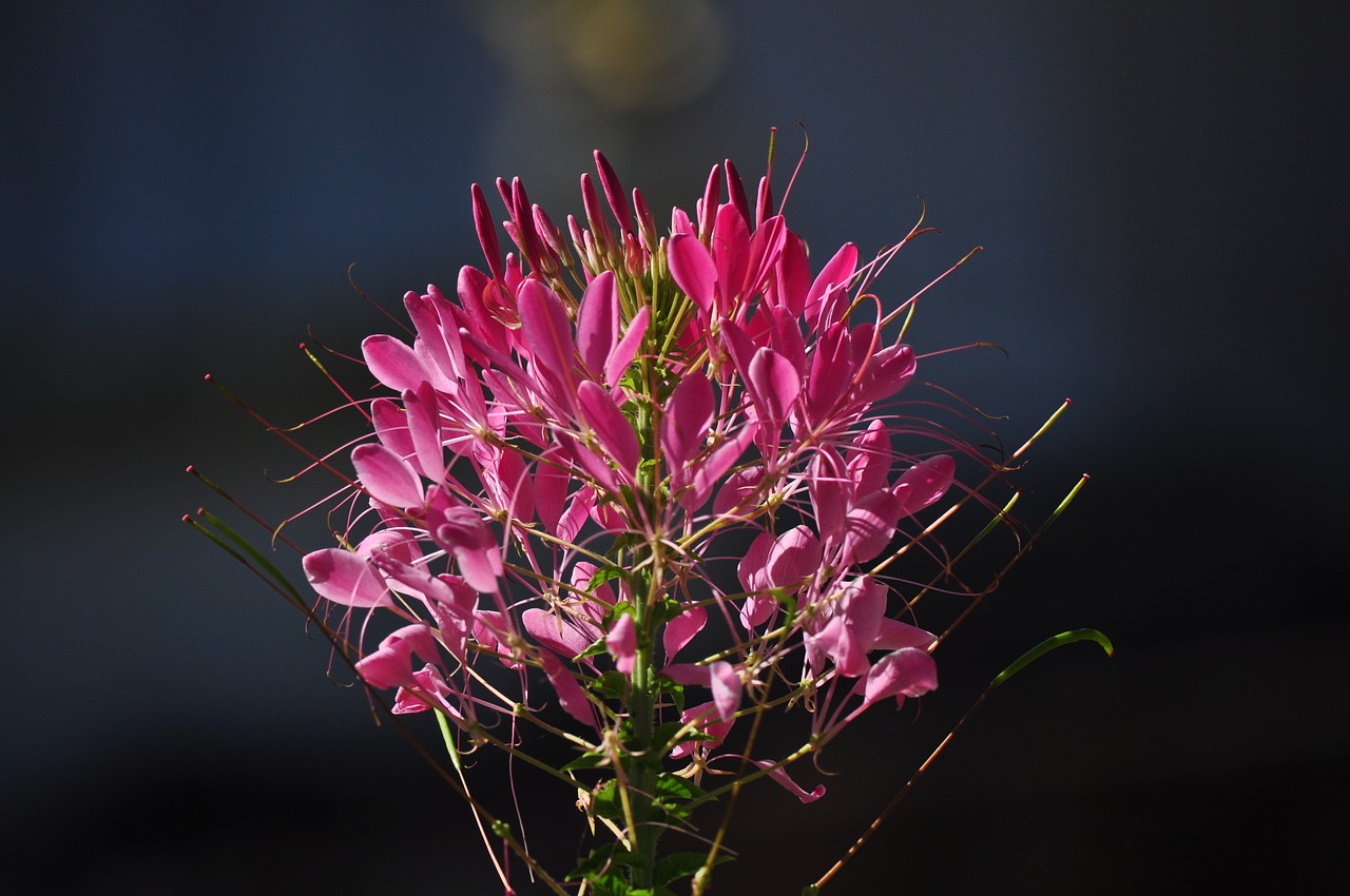 flower  flowering  plant plant free photo