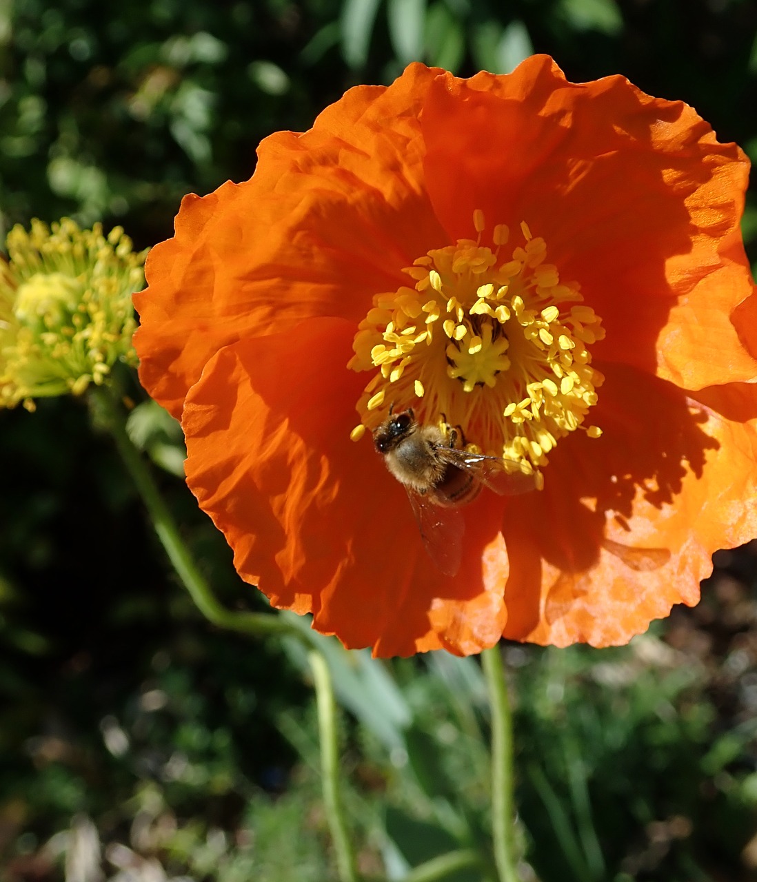 flower  poppy  bee free photo