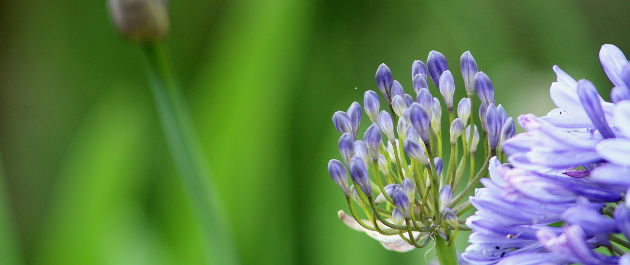 flower  bud  plant free photo