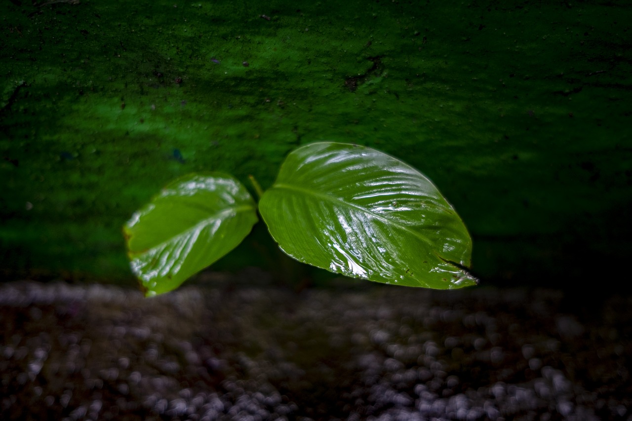 flower  leaf  forest free photo