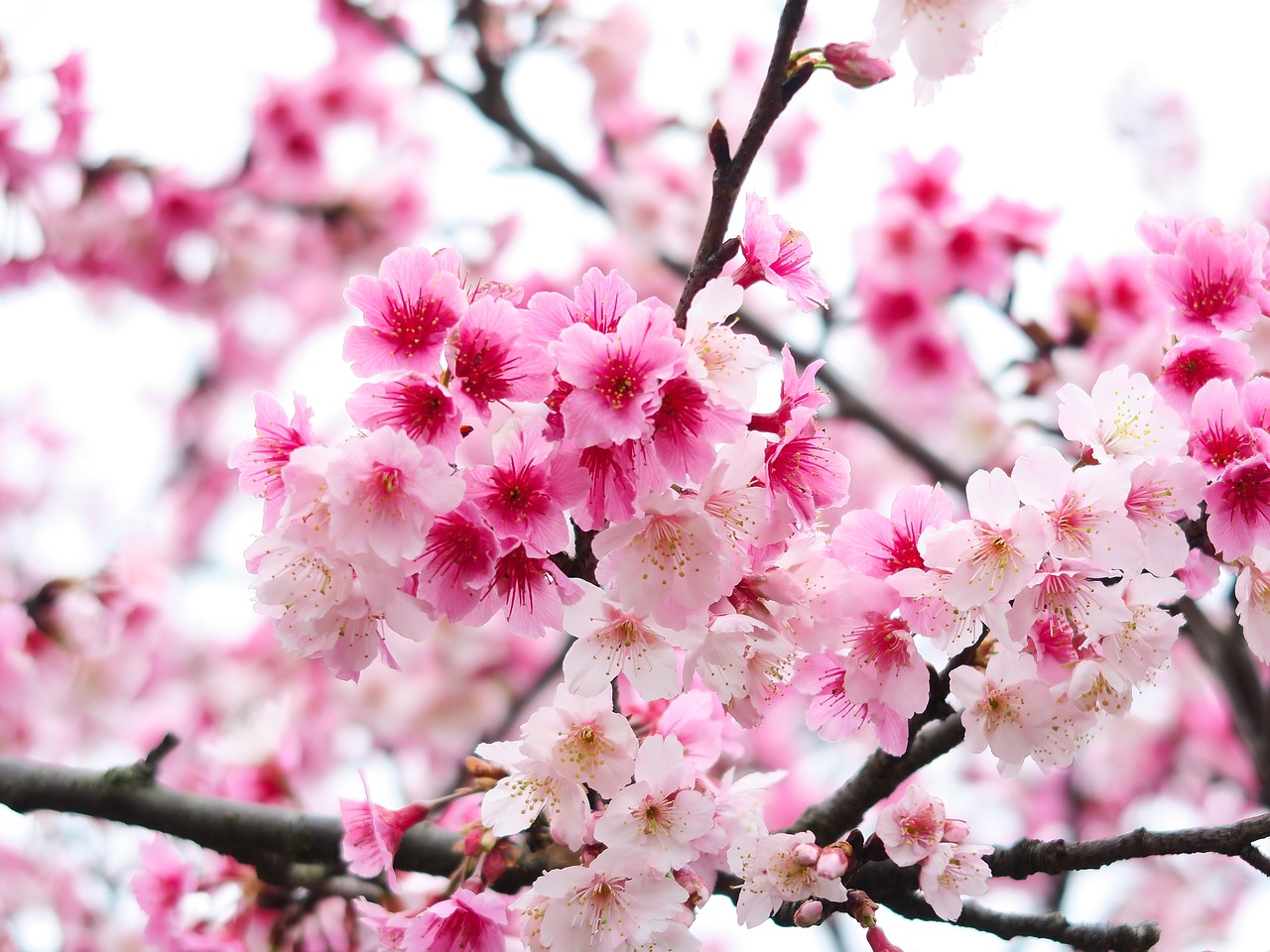 flower  plant  cherry blossom free photo