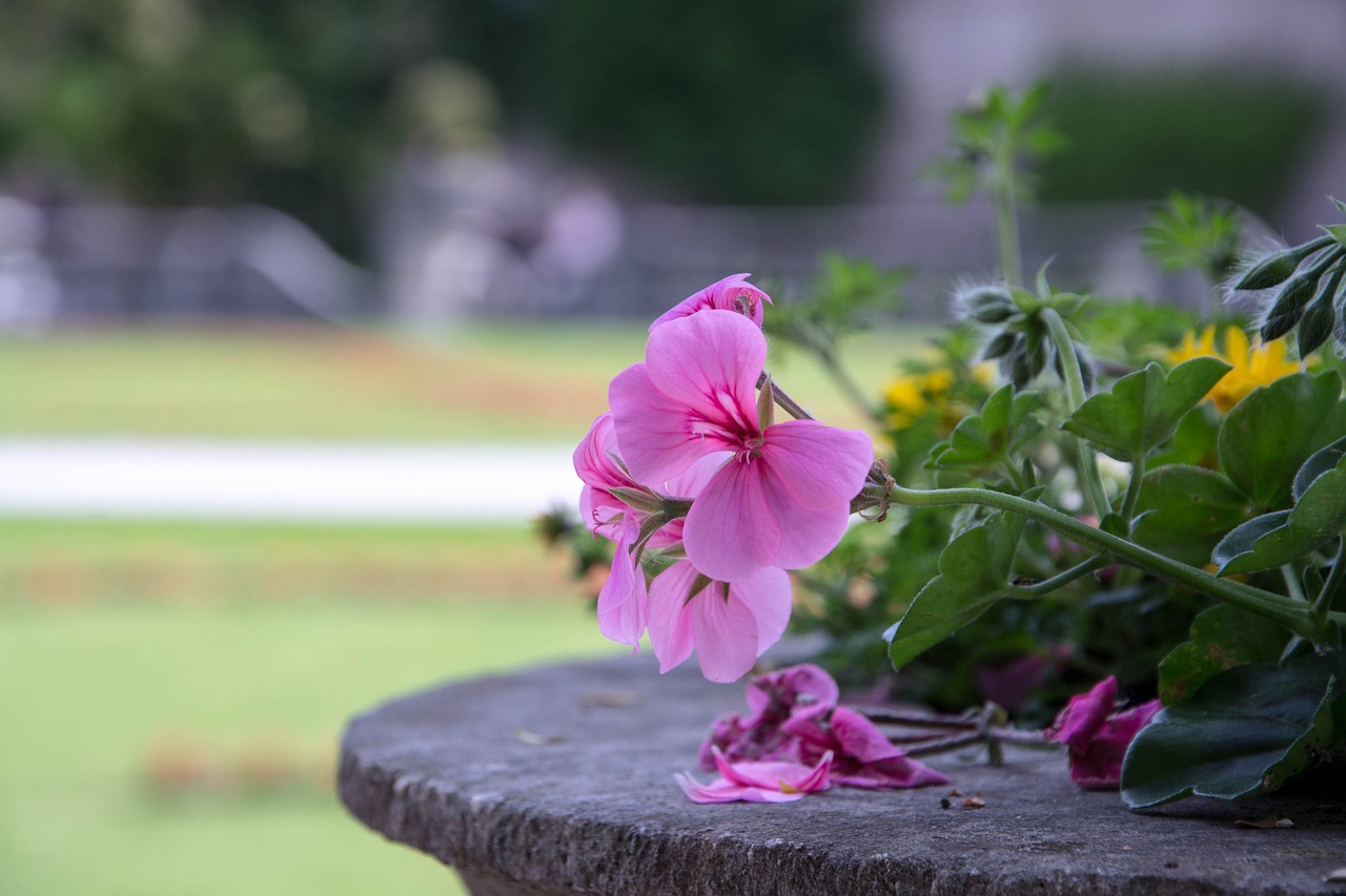 flower  plant  park free photo