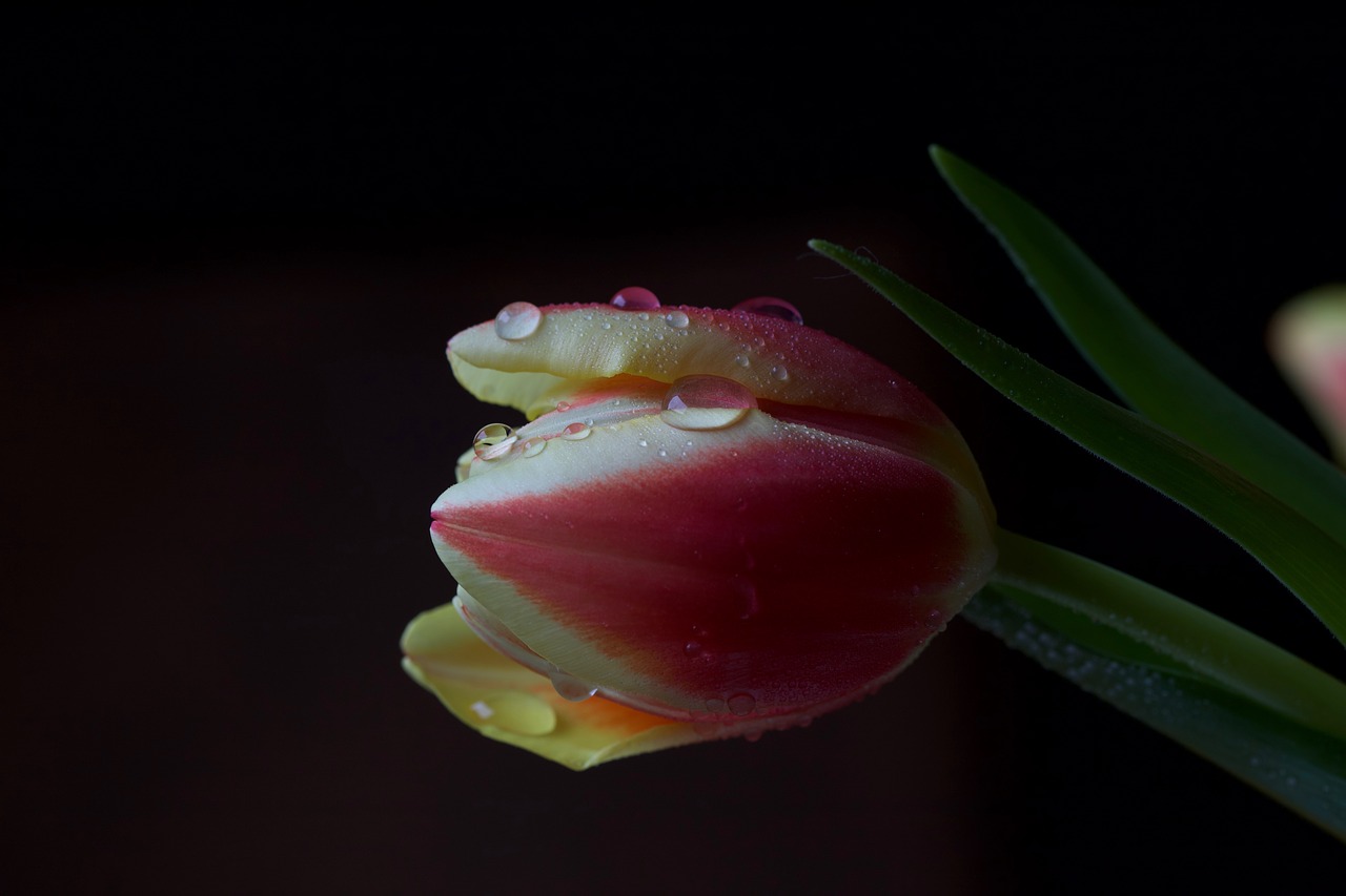 flower  tulip  drop of water free photo