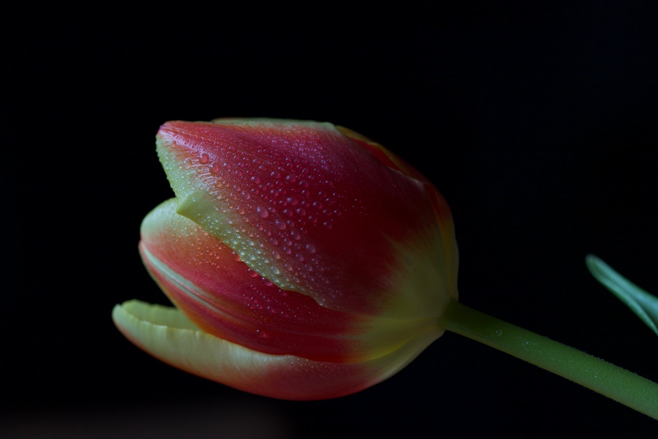 flower  tulip  pink free photo