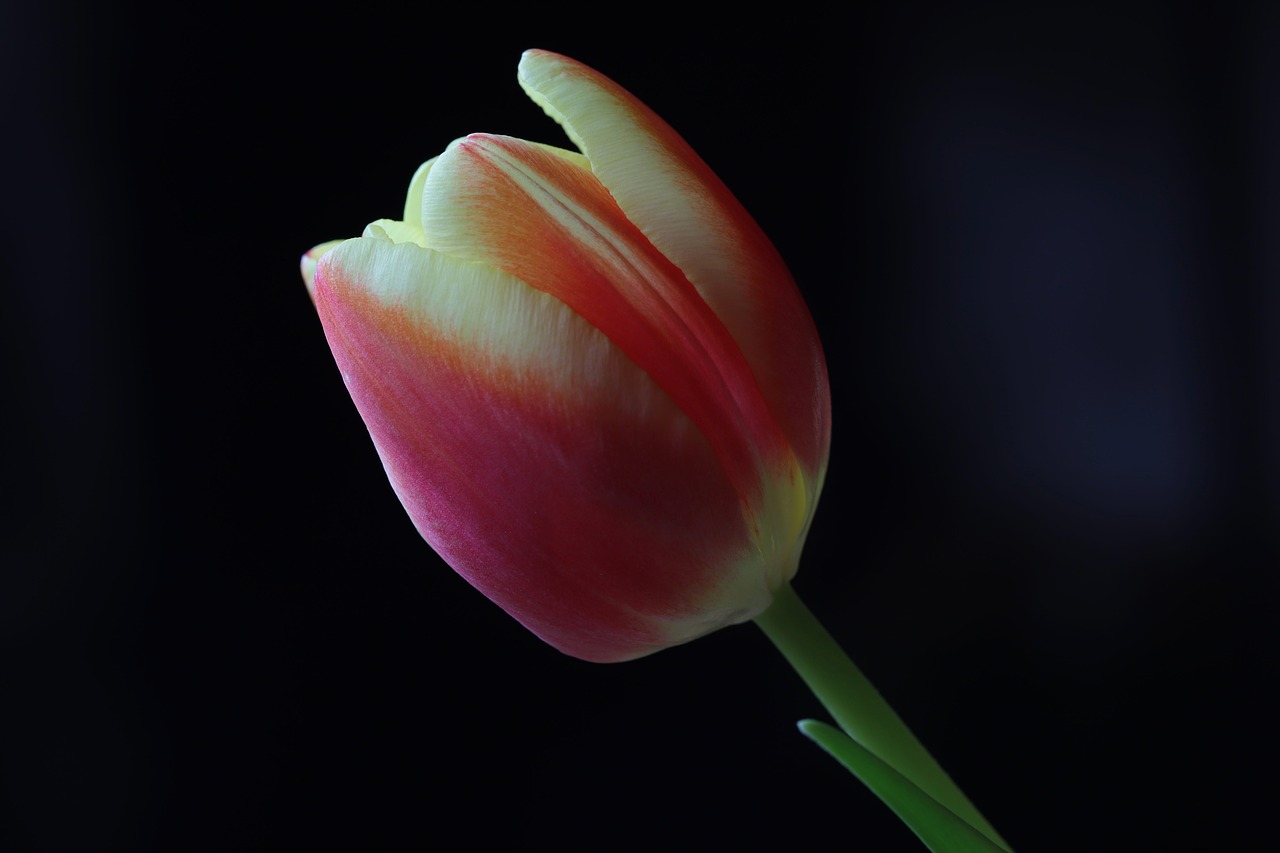 flower  tulip  pink free photo
