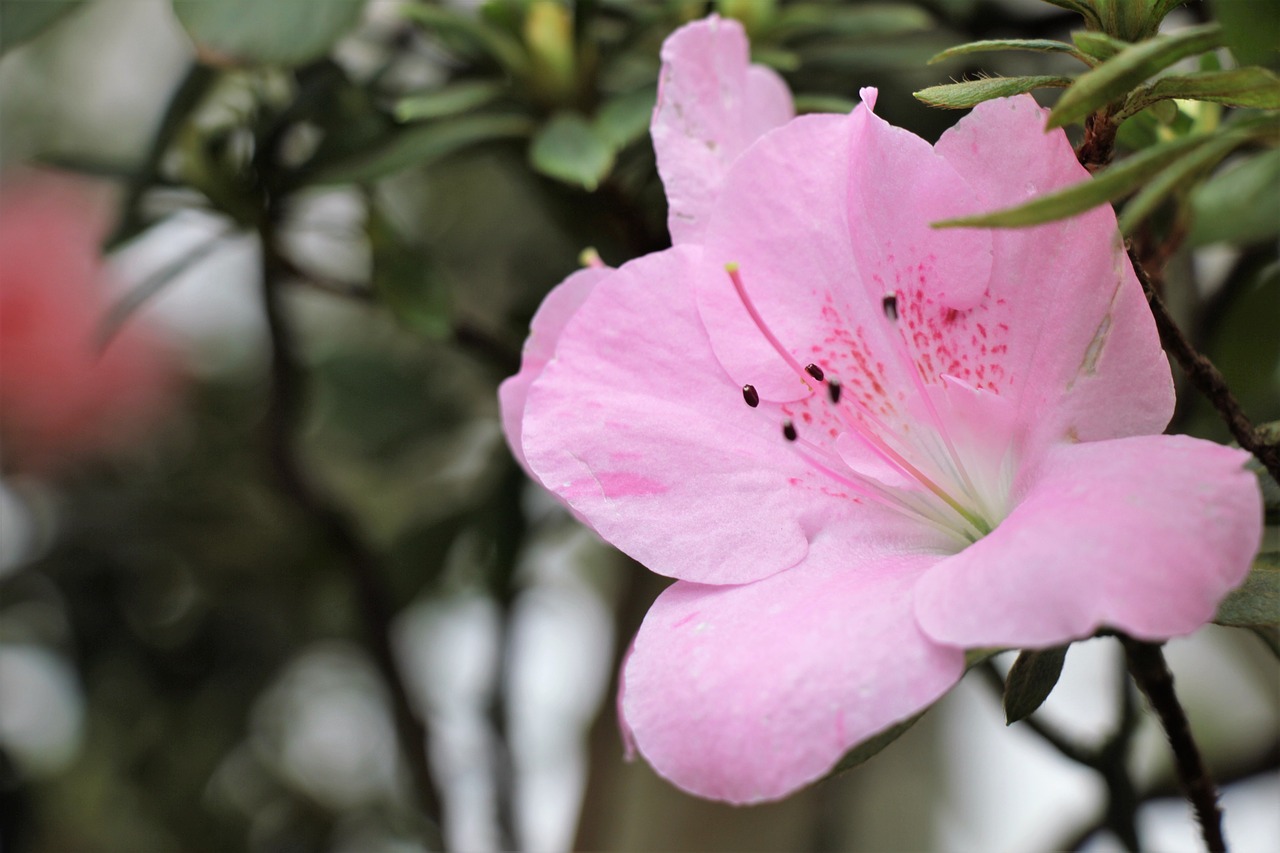 flower  pink  bloom free photo