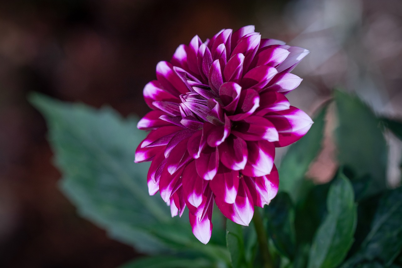 flower  pink  dalia free photo