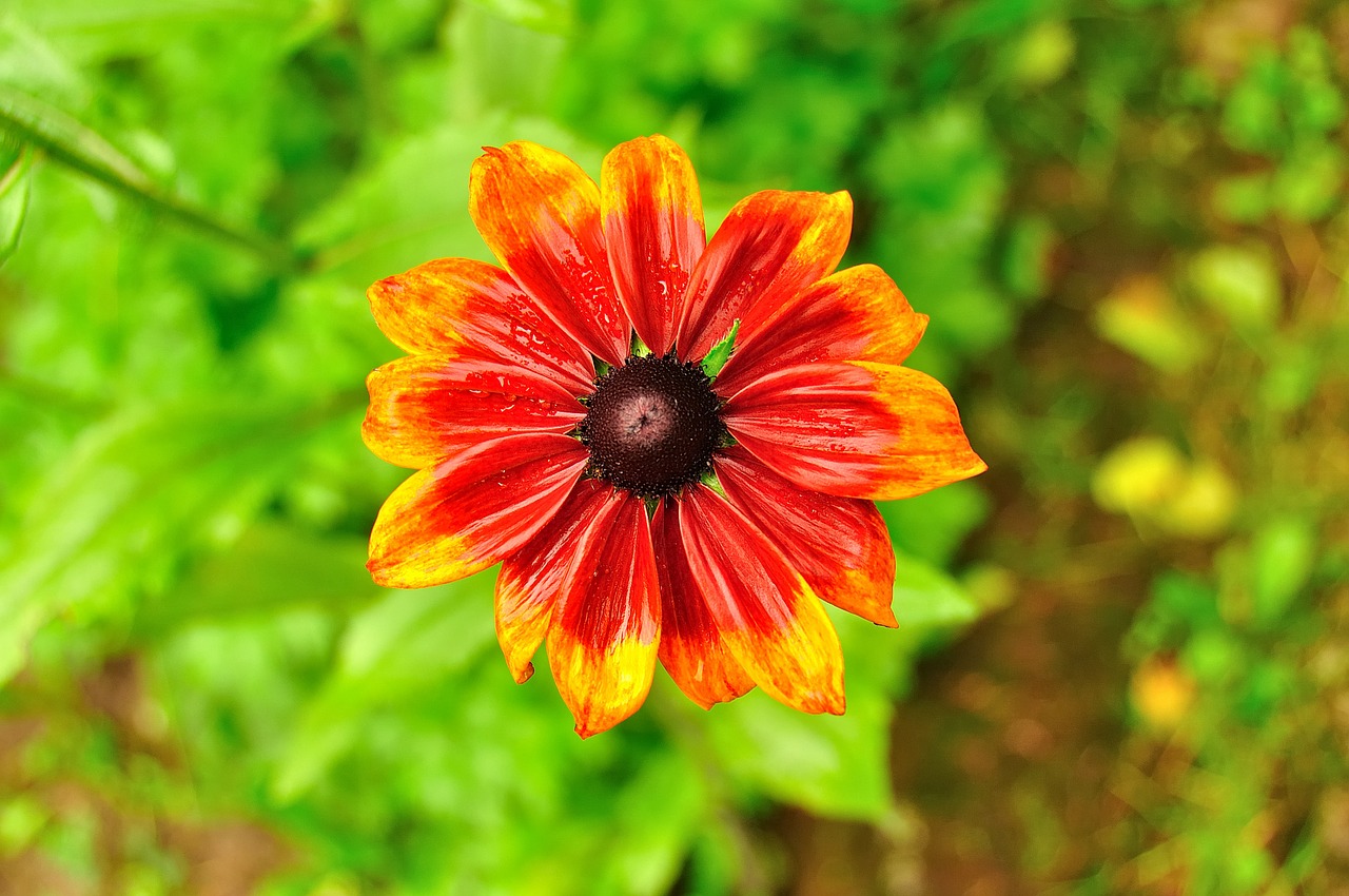 flower rain nature free photo